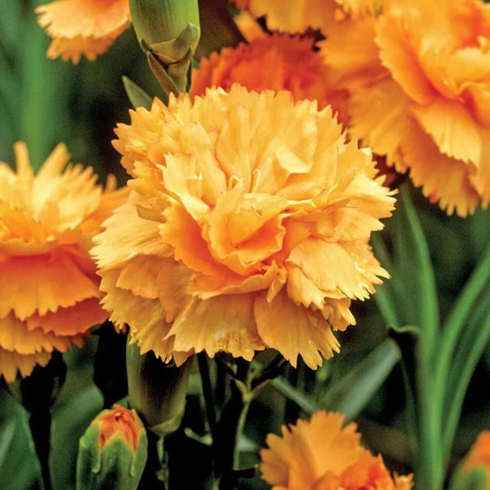 Dianthus Seeds – Yellow Wildflower Mix, Heirloom