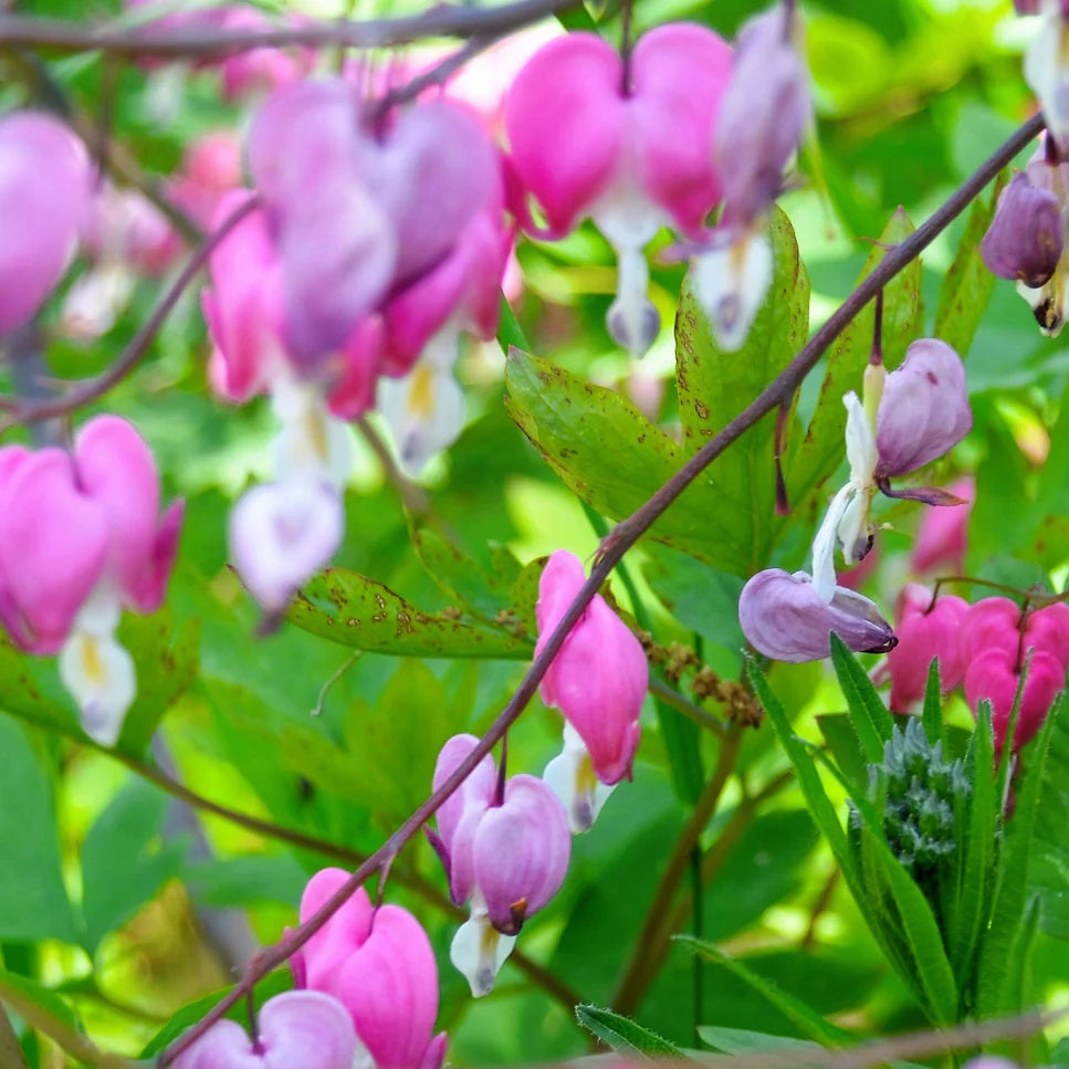 Dicentra Formosa Seeds – Fern-Leaf Bleeding Heart
