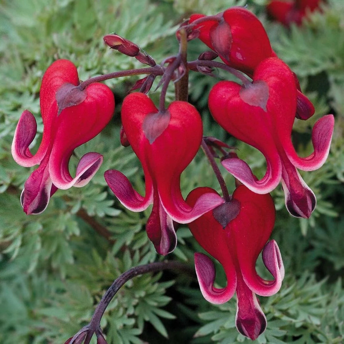Dicentra Formosa Seeds – Fern-Leaf Bleeding Heart
