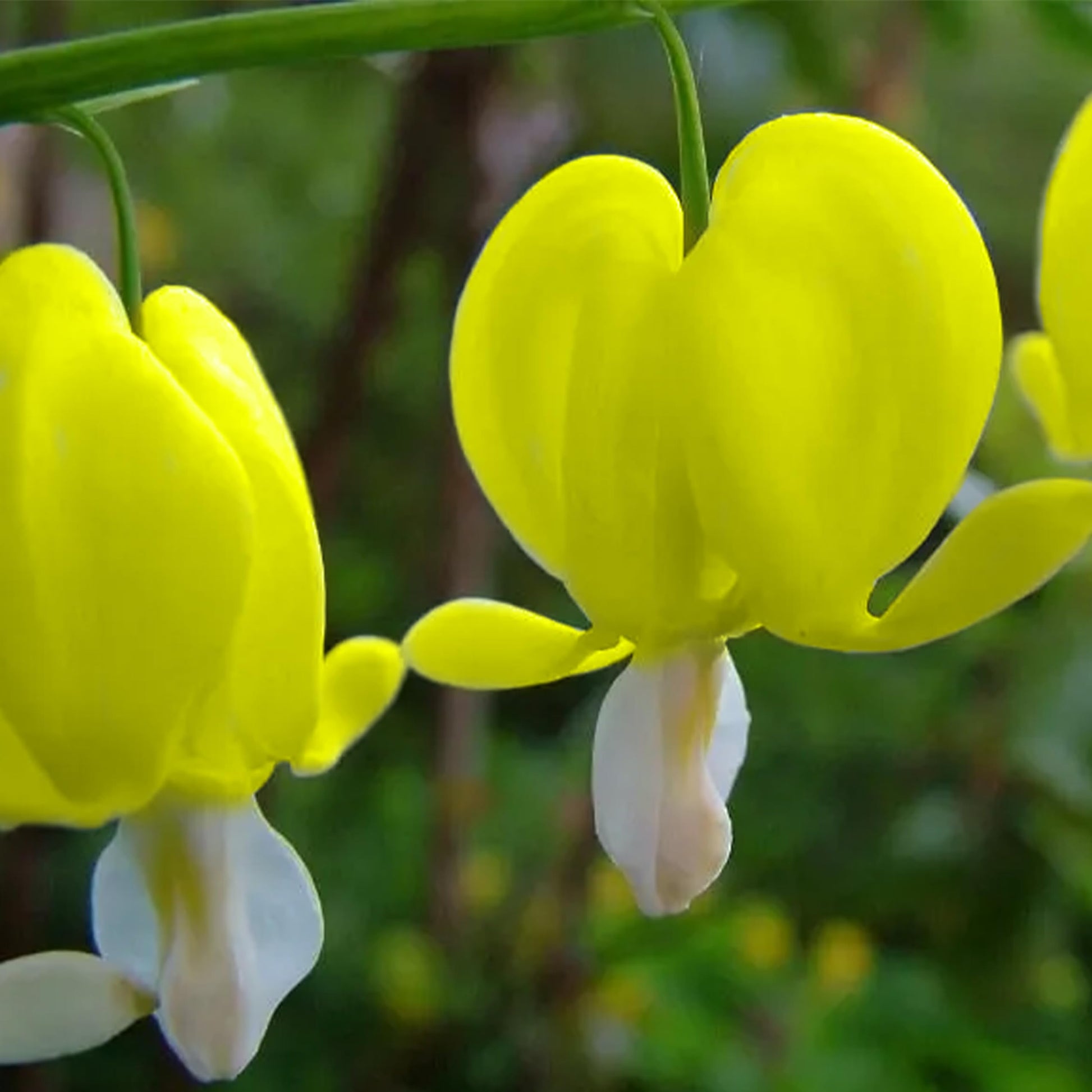 Dicentra Seeds – Yellow Bleeding Heart
