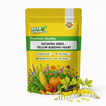 Dicentra Seeds – Yellow Bleeding Heart