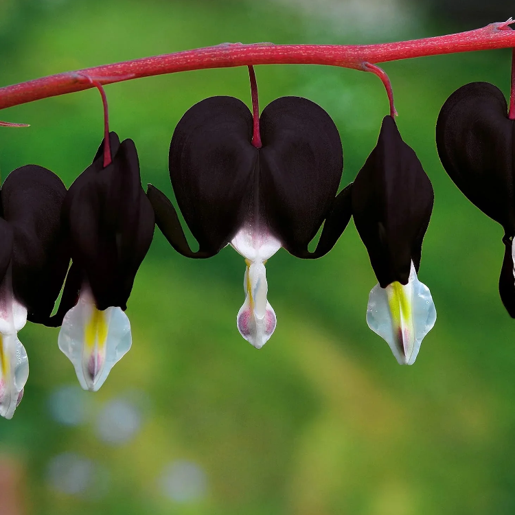 Dicentra Spectabilis Seeds – Black Bleeding Heart
