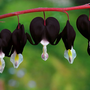 Dicentra Spectabilis Seeds – Black Bleeding Heart
