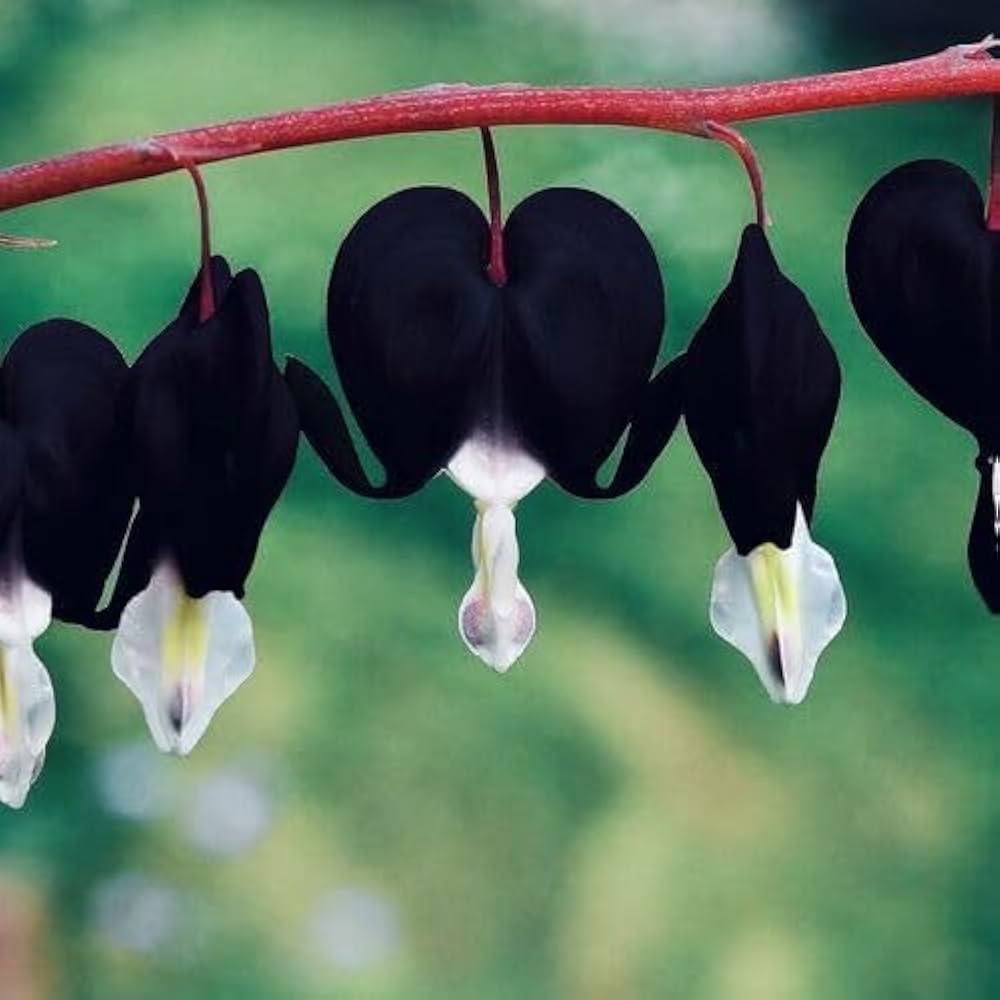 Dicentra Spectabilis Seeds – Black Bleeding Heart
