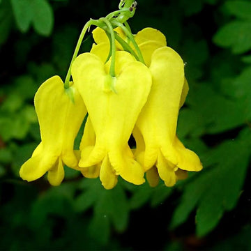 Dicentra Spectabilis Seeds – Yellow Bleeding Heart
