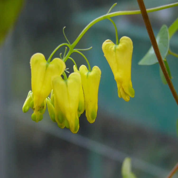 Dicentra Spectabilis Seeds – Yellow Bleeding Heart
