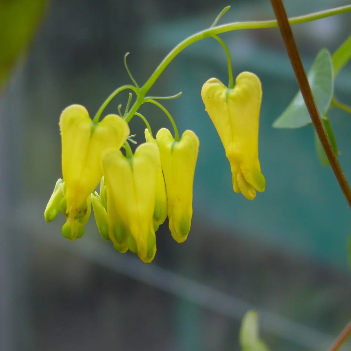Bleeding Heart Seeds for Planting | Elegant Garden Flowers