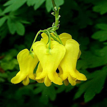 Dicentra Seeds – Yellow Bleeding Heart
