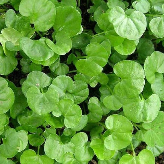 Dichondra Repens Seeds – Lawn
