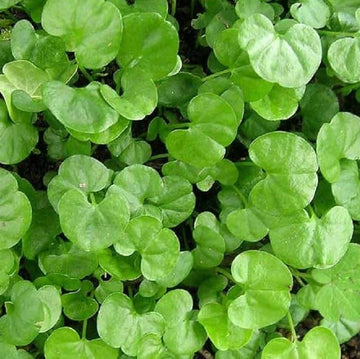 Dichondra Repens Seeds – Lawn

