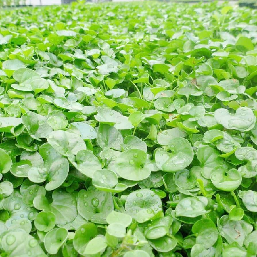 Dichondra Repens Seeds – Lawn

