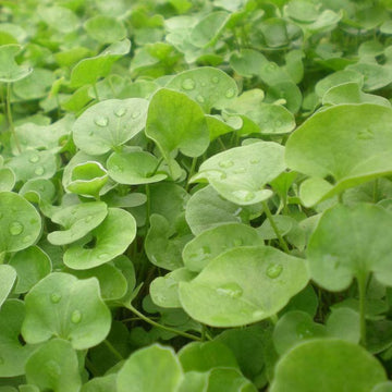 Dichondra Repens Seeds – Lawn
