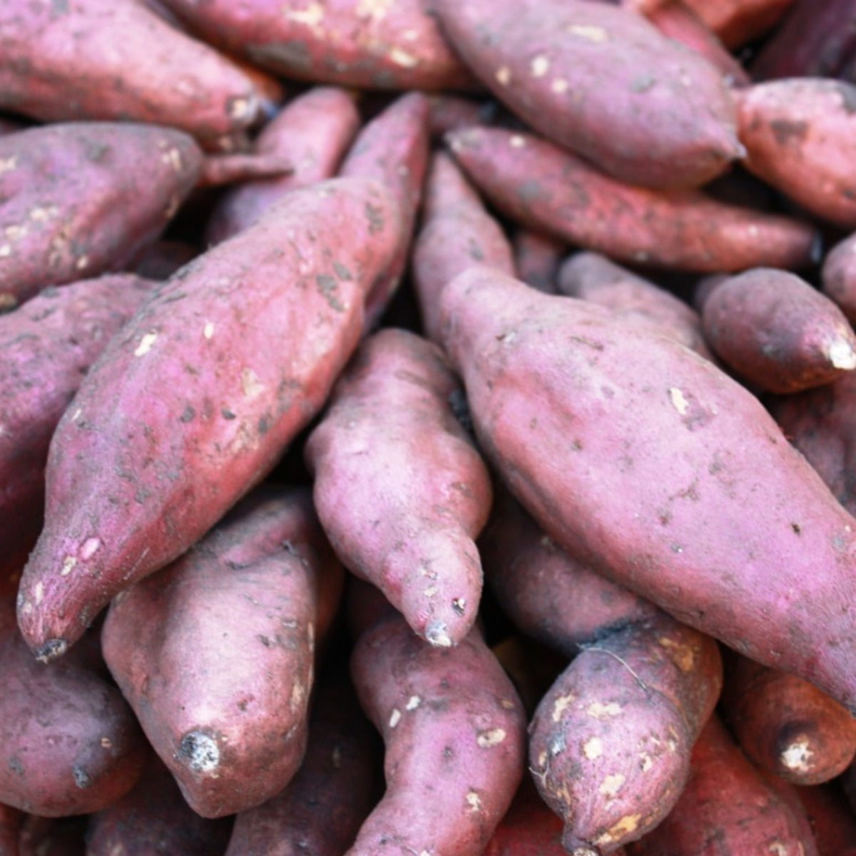 Dichondra Seeds – Sweet Potato Pink
