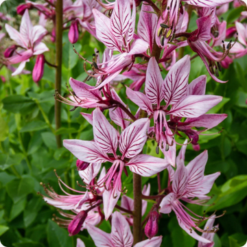 Dictamnus Seeds – Mixed
