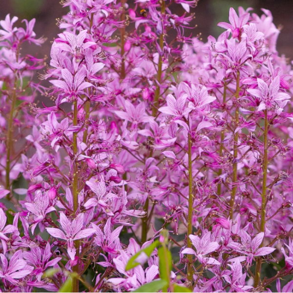 Dictamnus Seeds – Mixed
