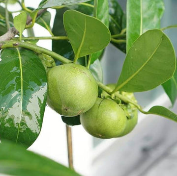 Digyna Sapote Seeds - Fruit Plant