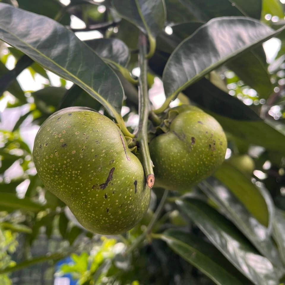 Digyna Sapote Seeds - Fruit Plant