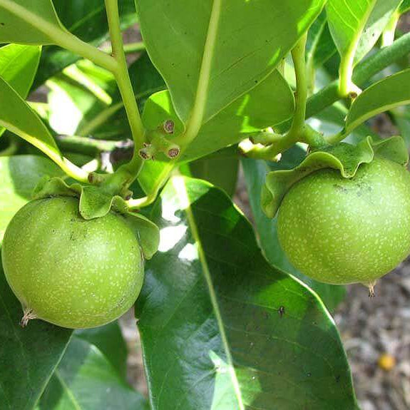 Digyna Sapote Seeds - Fruit Plant
