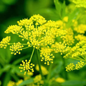 Dill Seeds – Yellow Mammoth