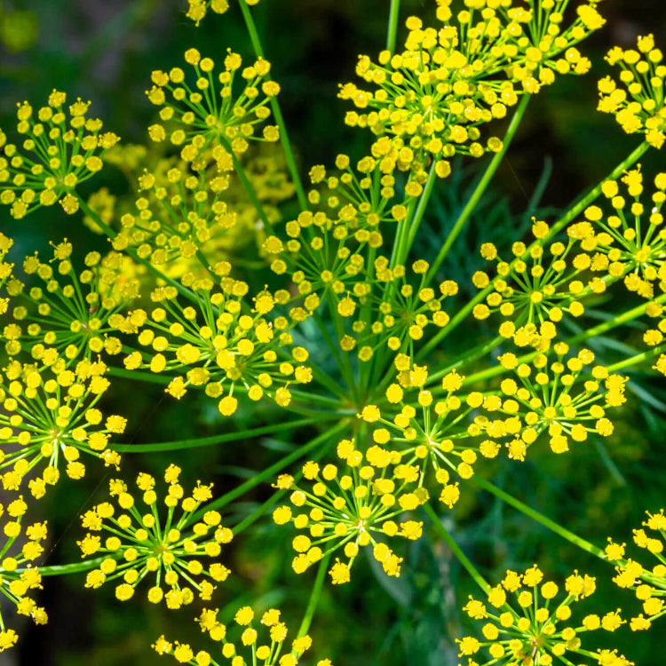 Dill Seeds – Anethum Graveolens
