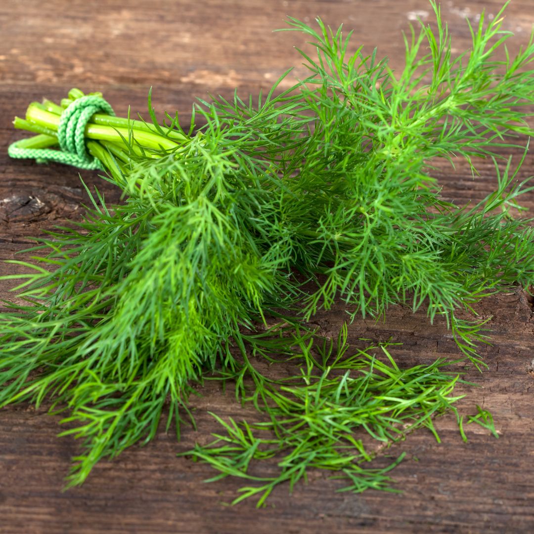 Dill Seeds – Bouquet
