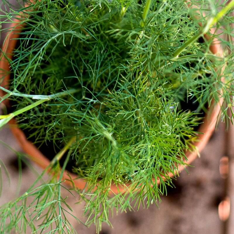 Dill Seeds – Dukat Strain