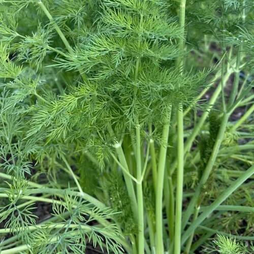 Dill Seeds – Long Island Mammoth