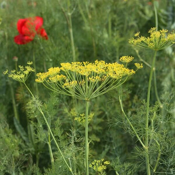 Dill Seeds – Bouquet