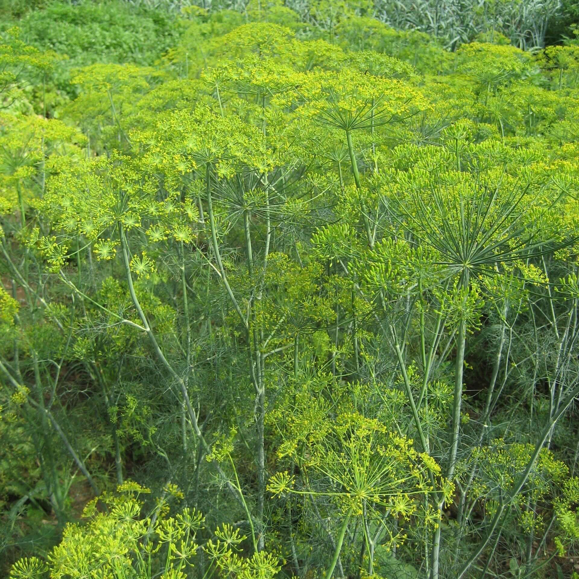 Dill Seeds – Long Island Mammoth