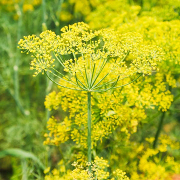 Dill Seeds – Bouquet