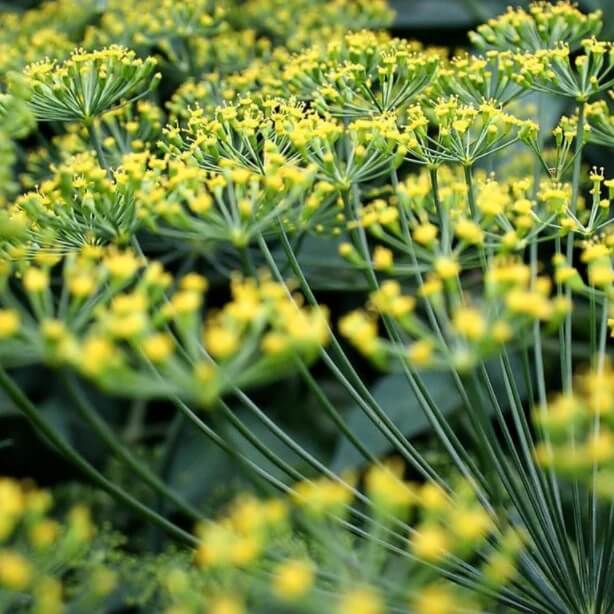 Dill Seeds – Bouquet