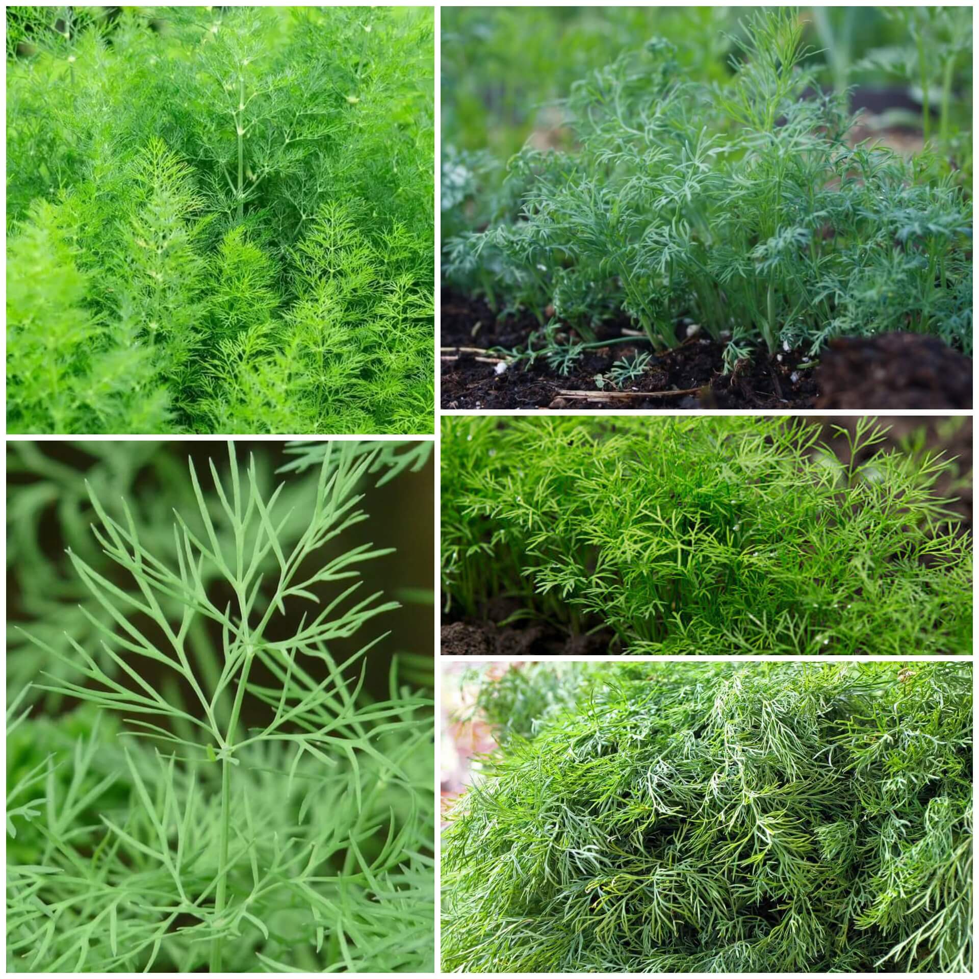 Dill Seeds - All In One For Home Gardens