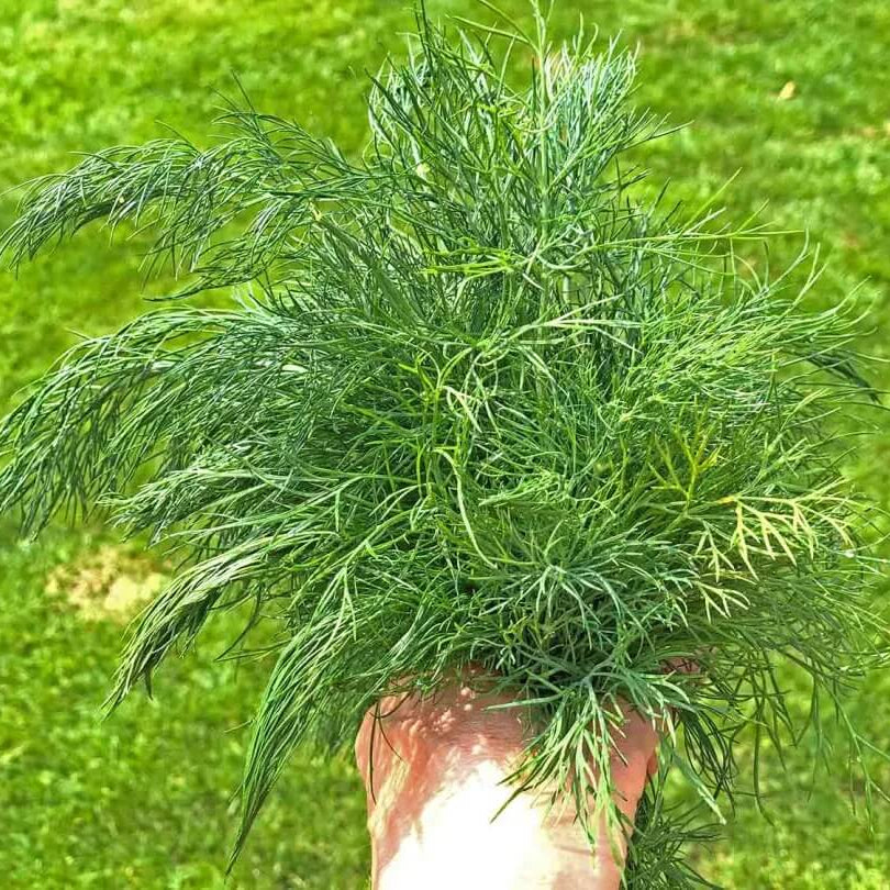 Dill Seeds - All In One For Home Gardens