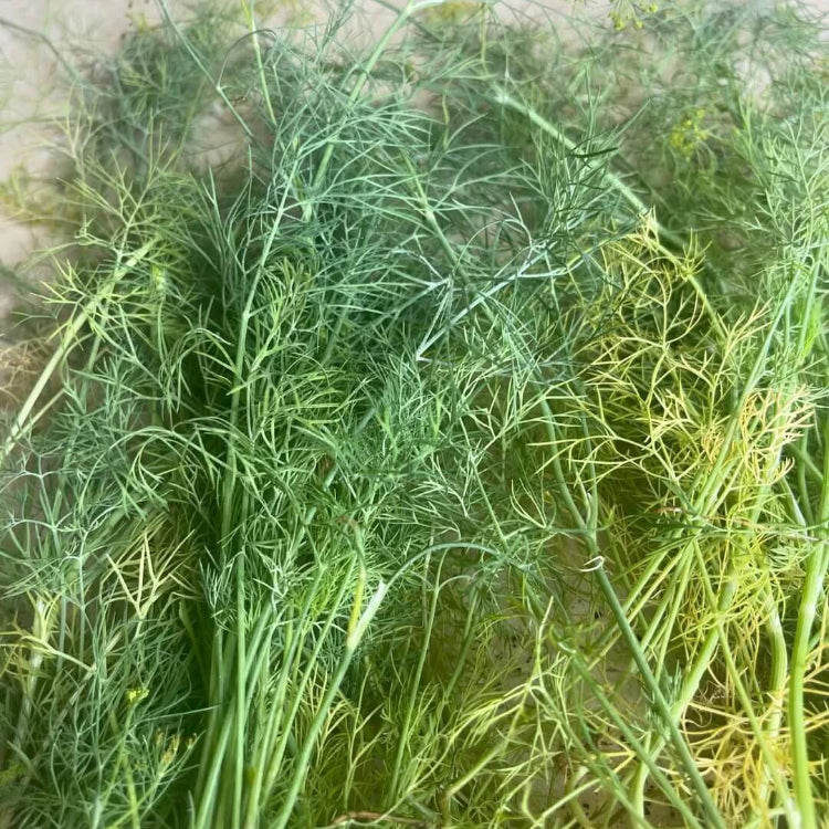 Dill Seeds - All In One For Home Gardens