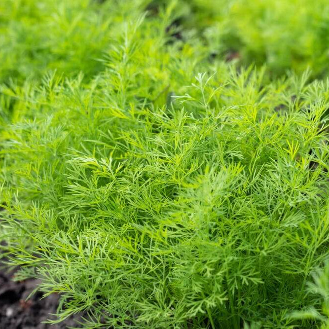 Dill Seeds - All In One For Home Gardens