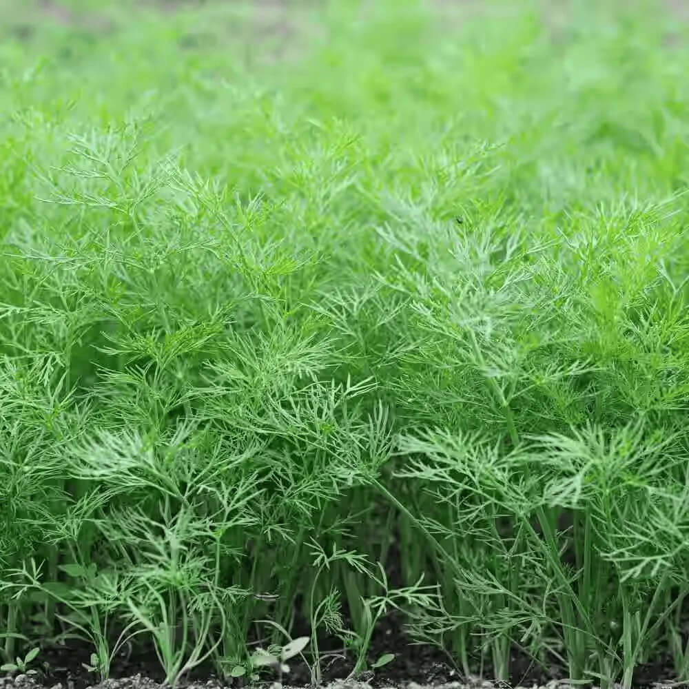 Dill Seeds - All In One For Home GardensDill Seeds - All In One For Home Gardens