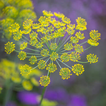 Dill Seeds – Anethum Graveolens
