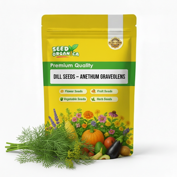 Dill Seeds – Anethum Graveolens