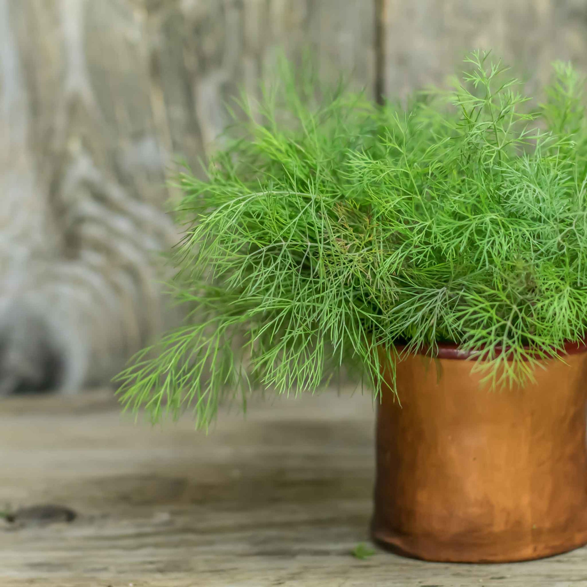 Dill Seeds – Compatto 