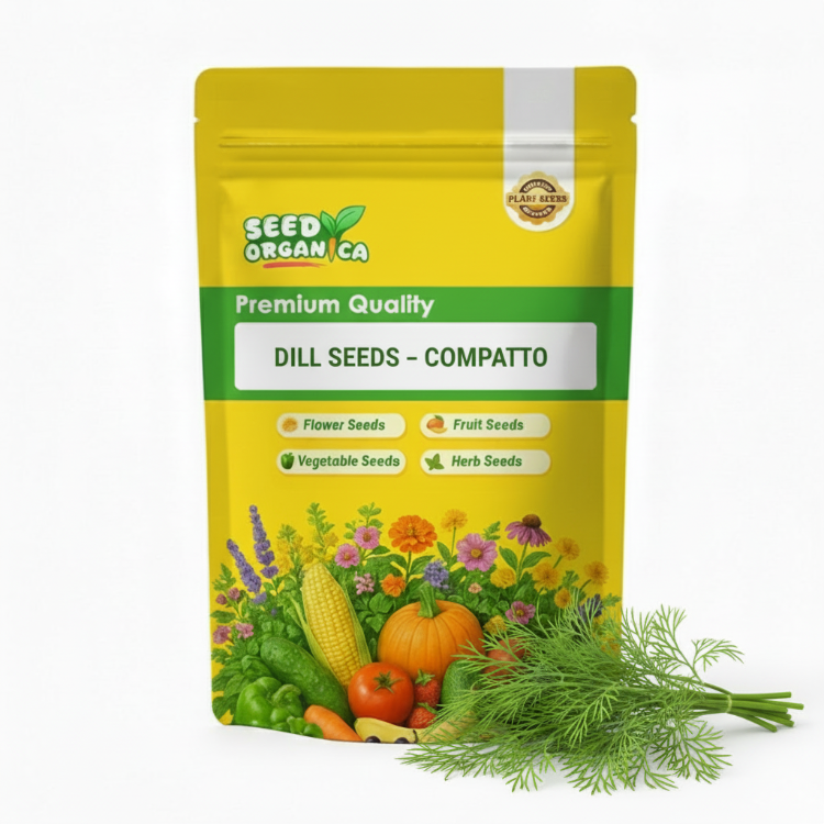 Dill Seeds – Compatto