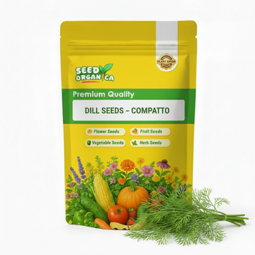 Dill Seeds – Compatto