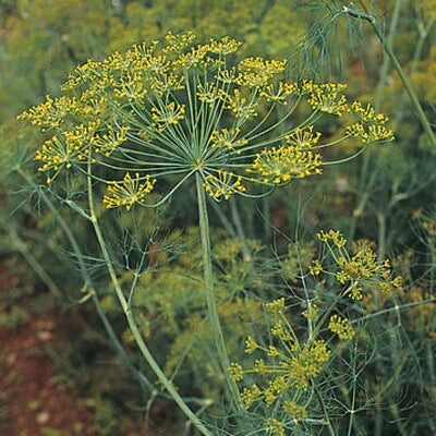Dill Seeds – Dukat Strain