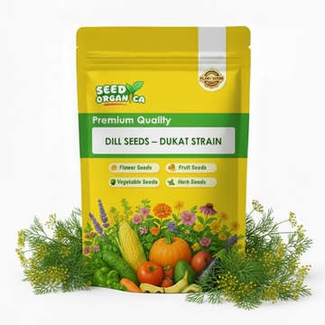 Dill Seeds – Dukat Strain