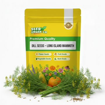Dill Seeds – Long Island Mammoth