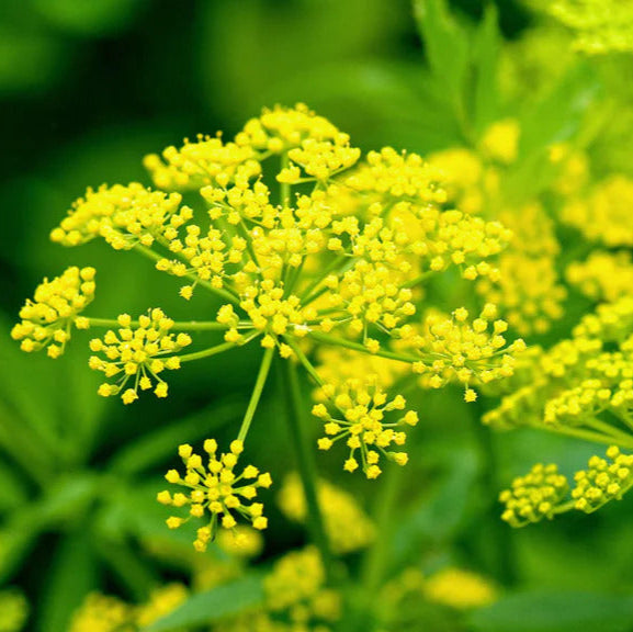 Dill Seeds – Yellow Mammoth
