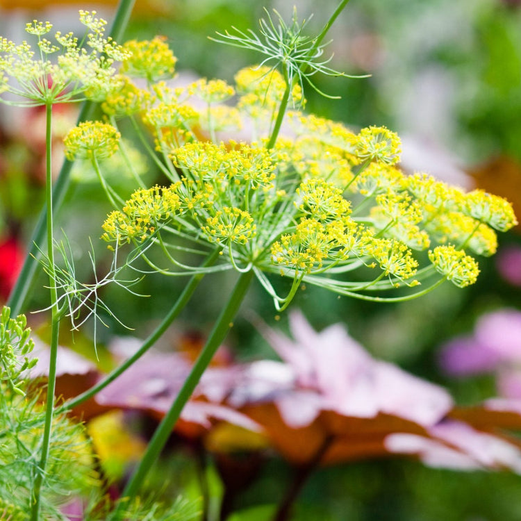 Dill Seeds – Yellow Mammoth
