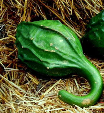 Dinosaur Gourd Seeds – Heirloom
