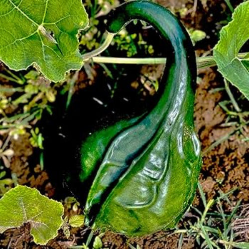 Dinosaur Gourd Seeds – Heirloom
