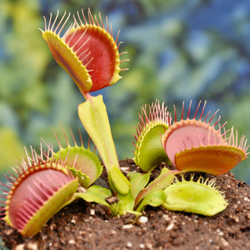 
Dionaea Muscipula Seeds - Flower Plant
