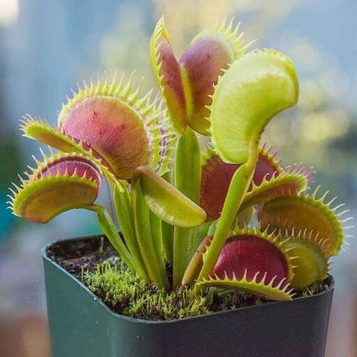 
Dionaea Muscipula Seeds - Flower Plant

